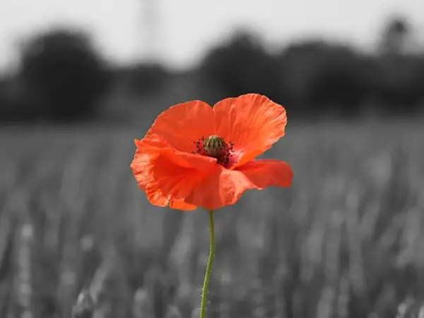 poppy_in_wheat_field_1170x461[1]